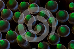 Detail of Anemone Tentacles on Reef in Indonesia photo