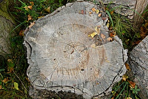 Detail of annual rings on a log of wood, PlzeÅˆ (Pilsen), Czech Republic