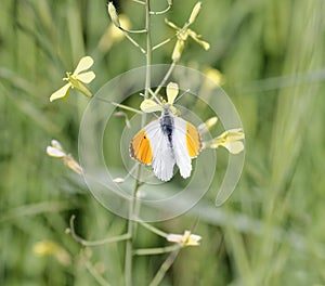 detail of Anthocharis cardamines butterfly (farfalla aurora)