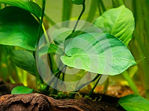 Detail of a Anubias Barteri leaf with blurred background - aquarium plant