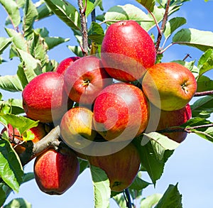 Detail of Apple Tree with Plenty of Apples