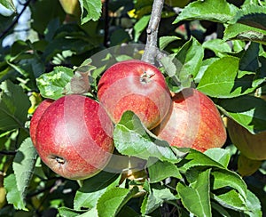 Detail of Apple Tree with Plenty of Apples