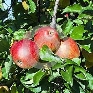 Detail of Apple Tree with Red Apples