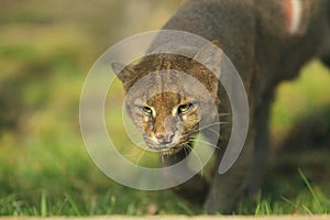 Jaguarundi