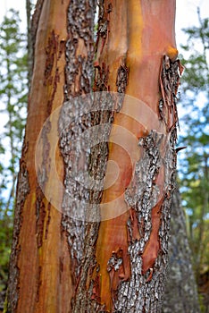 Detail of arbutus tree bark texture in Vancouver Island forest