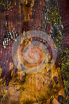 Detail of arbutus tree bark texture in Vancouver Island forest