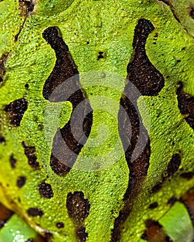 Detail of the Argentine horned frog skin, Ceratophrys ornata