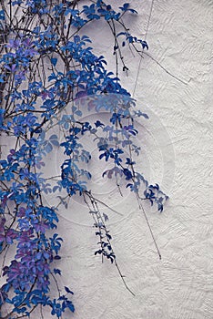 Detail of autumnal blue ivy on painted wall. Leaves on white plaster background in Autumn