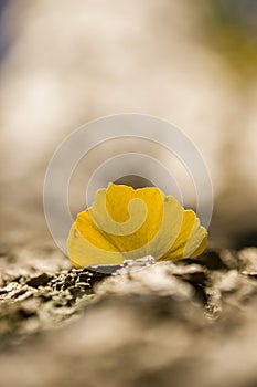 Detail of autumnal Gingko tree leaf