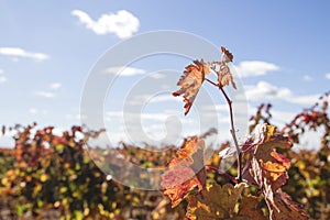 Detail of autumnal vineyard in La Mancha, Spain