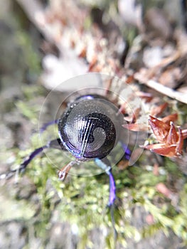 Detail of the back of a shiny, purple Woodland Dor Beetle