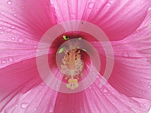 Detail of backlighted hibiscus flower