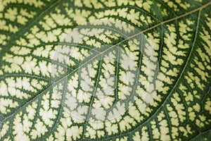 Detail of the backlit texture and pattern of a fig leaf plant, the veins form similar structure to a green tree