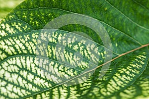 Detail of the backlit texture and pattern of a fig leaf plant, the veins form similar structure to a green tree