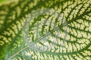 Detail of the backlit texture and pattern of a fig leaf plant, the veins form similar structure to a green tree