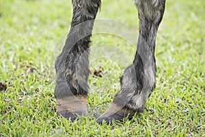 Detail of bad conformation legs