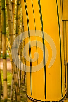 Detail of a bamboo plant