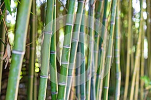 Detail of bamboo stem in plant forest