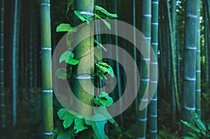 Detail of bamboo trunk covered with envy in mystical forest at Arashiyama grove in Kyoto, Japan