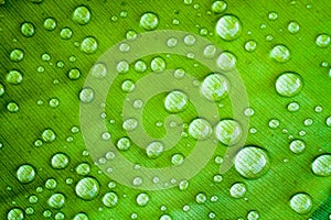 Detail of banana green leaf texture with several water droplets