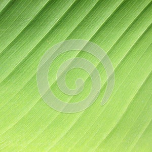 Detail of banana leaf, close-up