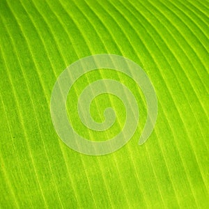 Detail of banana leaf, close-up