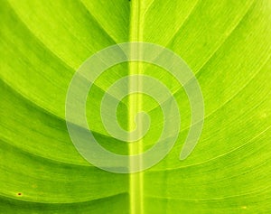 Detail of banana leaf, close-up