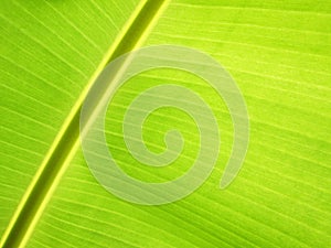 Detail of banana leaf, close-up