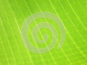 Detail of banana leaf, close-up