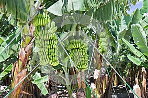 Detail of a banana plantation at La Palma