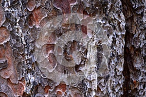 The detail of the bark for Backgrounds