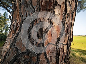 Detail of the bark of the centuries-old maritime pine