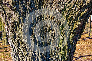 Detail of the bark of a hackberry tree - Latin name - Celtis occidentalis photo