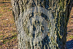 Detail of bark of a hackberry tree - Latin name - Celtis occidentalis photo