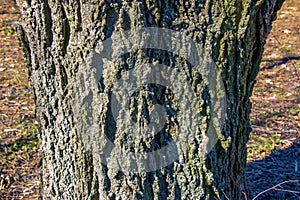 Detail of bark of hackberry tree - Latin name - Celtis occidentalis photo