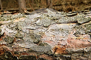 Detail of the bark with holes.