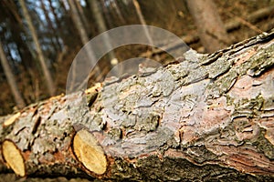 Detail of the bark with holes.