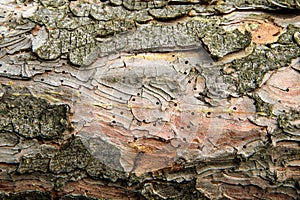 Detail of the bark with holes.