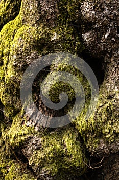 Detail of the bark of an old tree partially covered with green moss