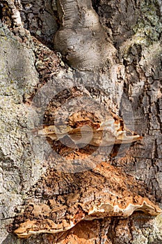 Detail of the bark structure of an old tree