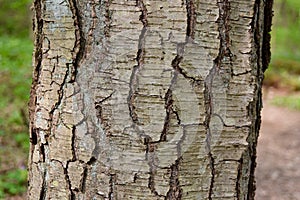 Detail of the bark of a sweet birch tree with characteristic lenticels.