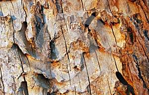 The detail of bark tree Å alinac lye