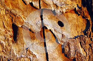 The detail of bark tree ÃÂ alinac lye