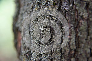 Detail of bark tree overgrown with moss