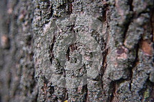 Detail of bark tree overgrown with moss