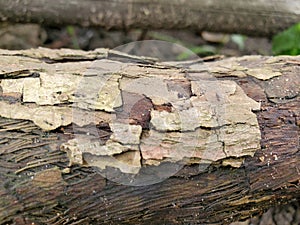 The detail of the bark from the tree.
