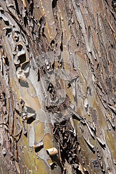 Detail of the bark of a tree trunk photo
