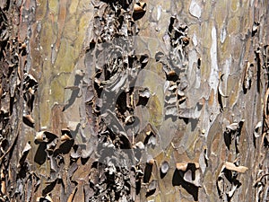 Detail of the bark of a tree trunk photo