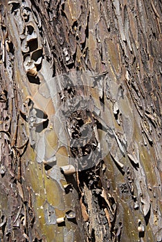 Detail of the bark of a tree trunk