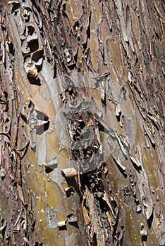 Detail of the bark of a tree trunk photo